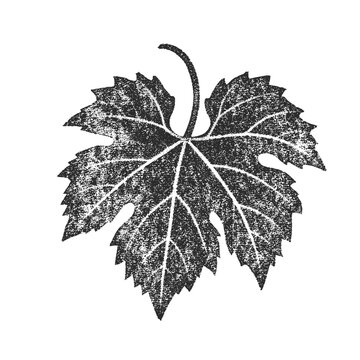 Grape harvest season, Grape leave illustration