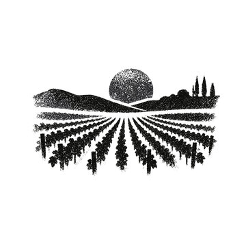 vineyard rows in autumn