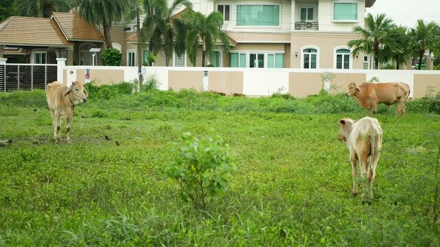 Zebu cattle cow Bos indicus pastoral suburban indicine cattle Hua Mak Bangkok humped domestic animal grazing quietly skinny eating standing heavy rain grassy open vacant lot residential neighborhood
