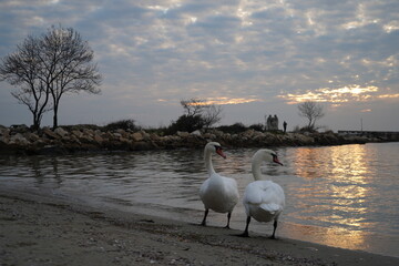 swans birds and seagulls in Black sea at Varna - BG © Miralem