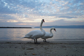 swans birds and seagulls in Black sea at Varna - BG © Miralem