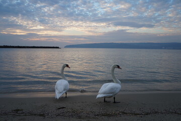 swans birds and seagulls in Black sea at Varna - BG © Miralem