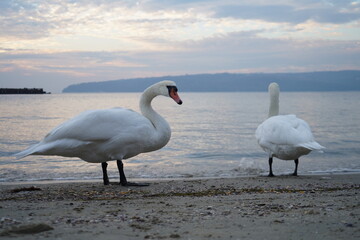 swans birds and seagulls in Black sea at Varna - BG © Miralem