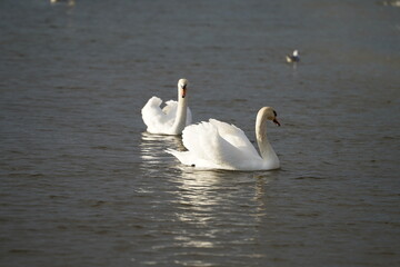 swans birds and seagulls in Black sea at Varna - BG © Miralem