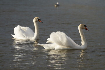 Fototapeta premium swans birds and seagulls in Black sea at Varna - BG