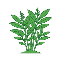 Fototapeta premium Organic Medicinal Green Herb Plant Vector Illustration on White Background