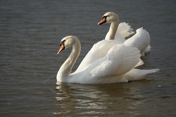 swans birds and seagulls in Black sea at Varna - BG © Miralem