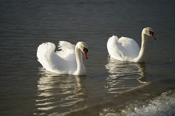 swans birds and seagulls in Black sea at Varna - BG © Miralem
