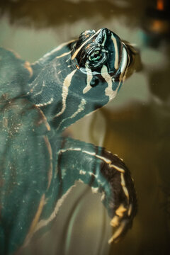 Close up portrait of aquatic turtle swimming underwater in freshwater tank