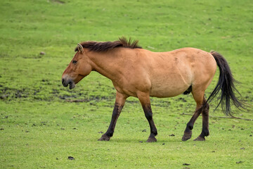 Przewalski's horse in a clearing © Janusz