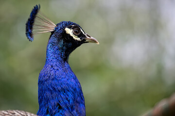 Naklejka premium Indian peafowl a closeup portrait