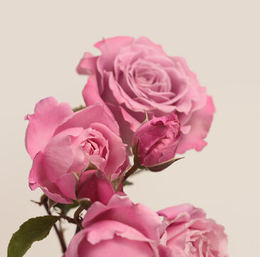 Close-up selective soft focus cream beie, pink Rose Flower Petals, leaf. Natural macro blur neutral background