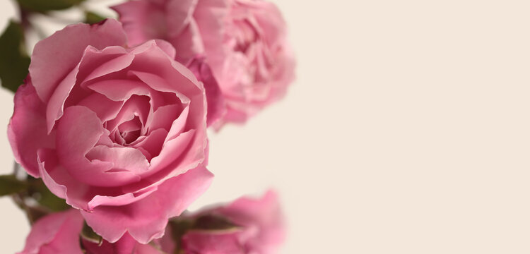 Smoke Close-up selective soft focus cream beige, pink Rose Flower Petals, leaf. Natural macro blur neutral background