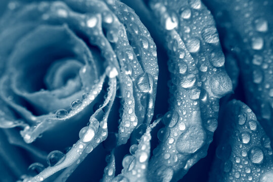 Smoke close-up selective soft focus cream gray blue Rose Flower bud Petals with water Drop. Natural wet background.