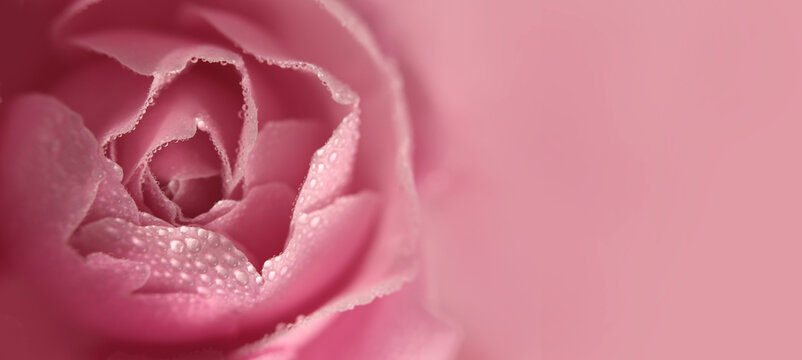 Smoke close-up selective soft focus pink Rose Flower bud petal with water Drops. Natural blur horizontal background.