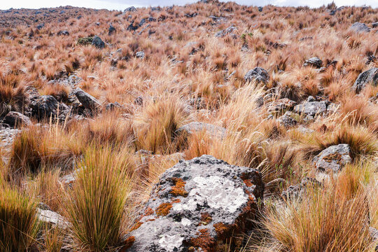 Rocas 
