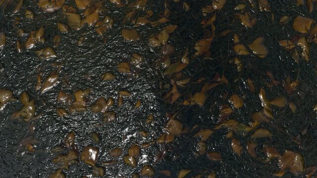 Wet, scattered brown autumn leaves mixed into dark mud and soil. A glossy natural texture depicting seasonal change and forest floor decay.