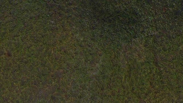 Dense, dark green moss or wet algae covering a surface. Creates a uniform, organic texture highlighting microscopic natural botanical details.