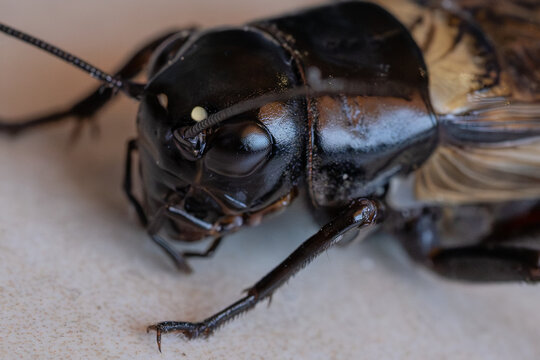 Extreme macro portrait focusing on the shiny black head, compound eye, and antennae of a field cricket. Detailed insect biology photography showing exoskeleton textures under natural soft light.