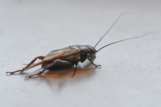Side view close up shot of a field cricket with long antennae standing on a neutral surface. Macro photography of insect biology and entomology subject under soft natural light.