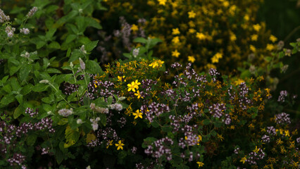 Fototapeta premium A bed with a variety of medicinal herbs: oregano, peppermint, lemon balm, St. John's wort. Natural background.