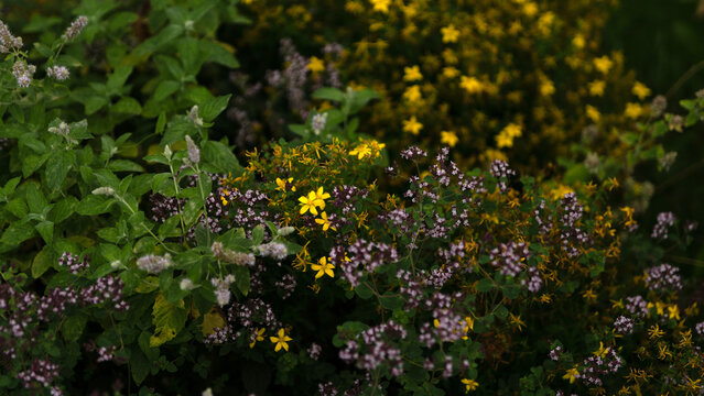 A bed with a variety of medicinal herbs: oregano, peppermint, lemon balm, St. John's wort. Natural background.