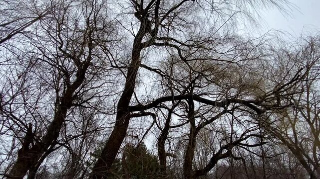 Low-angle view of bare willow tree (Salix) canopies and sprawling branch silhouettes reaching toward an overcast winter sky.