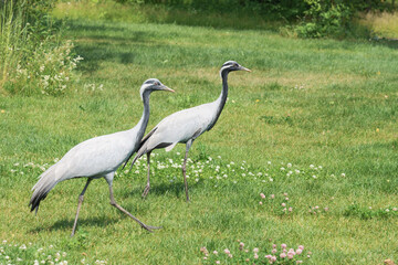 Obraz premium Two grey cranes walking gracefully across a green grassy field with scattered wildflowers under bright sunlight in a natural outdoor setting
