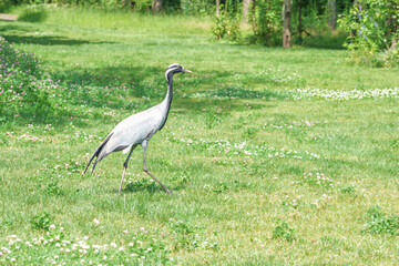 Obraz premium Gray crane walking across a grassy field with scattered wildflowers and trees in the background under bright sunlight in a natural outdoor setting