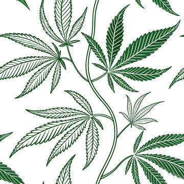 Seamless pattern of hemp cannabis leaf botanical illustration