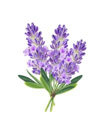 Fototapeta premium Watercolor lavender Bouquet of purple Flowers, Hand painted Illustration.