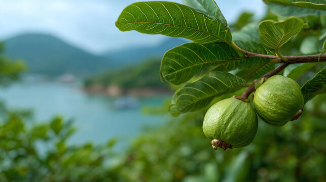 Fresh green guava fruit hanging on a tree branch near the sea with tropical