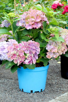 A bouquet of light purple hydrangea flowers grows in a pot.