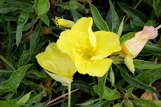 Yellow evening primrose grows in the garden.