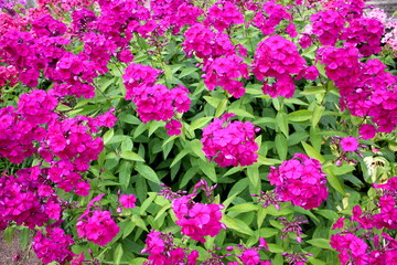 Fototapeta premium Beautiful bright phlox flowers grow in the garden.