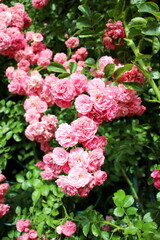 Obraz premium Wild pink bush rose grows in bunches in the garden.