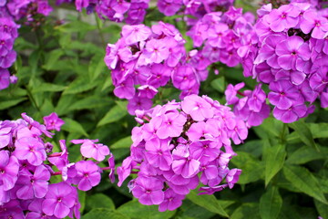 Fototapeta premium Beautiful bright phlox flowers grow in the garden.