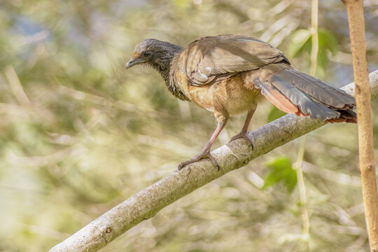 A Colombian chachalaca searching for berries