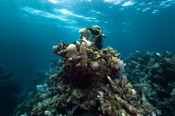 Caribbean coral reef with soft corals in Xcalak Mexico © Kristof
