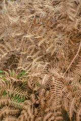 The intricacy of dried fronds of eagle fern plants © Mauricio Acosta