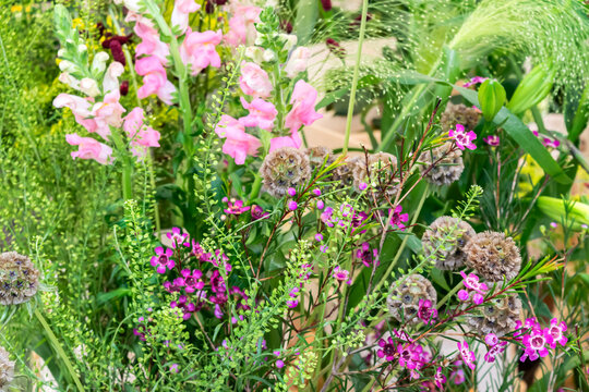 Beautiful floral background of pink flowers and delicate ornamental grasses, selective focus