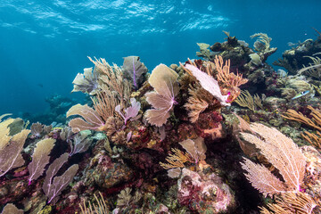 Healthy Caribbean coral reef covered with diverse soft corals and marine life in clear tropical waters off Xcalak, Quintana Roo, Mexico. © Kristof