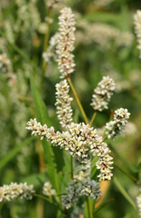 Fototapeta premium Weeds of pale persicaria (Persicaria lapathifolia) grow in the field