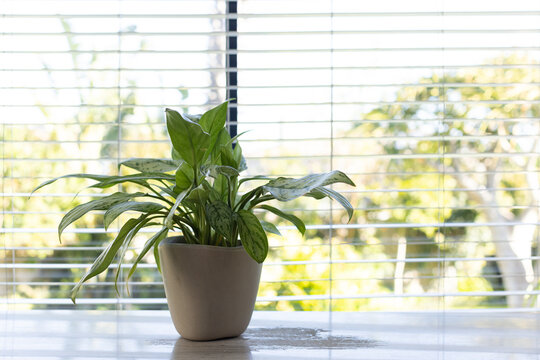 Potted houseplant sitting on light wood windowsill with white blinds and sunlit garden, copy space