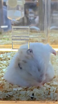 Small, cute hamsters grooming itself inside plastic cages, Fluffy Furry Pet, Innocent Domesticated Mouse, Domestic Wildlife