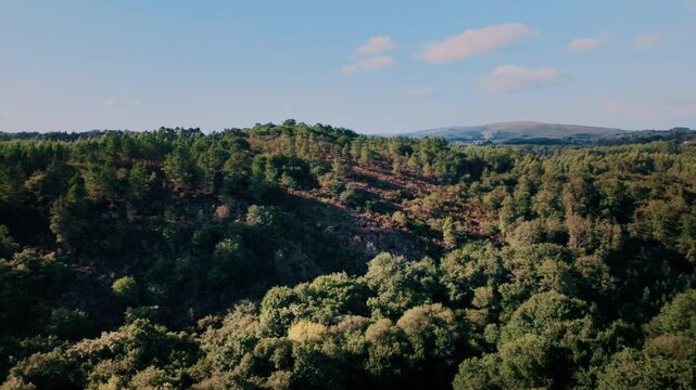 Majestic aerial perspective slowly moving backward, revealing a dense and lush green forest stretching towards distant rolling hills under a bright blue sky with sparse clouds in Galicia, Spain