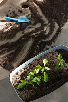 Light-blue planter is holding three seedlings and dark potting soil on light sheet with blue trowel