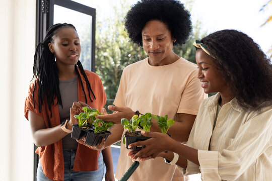 African American friends holding and examining black seedling trays in bright room near doorway