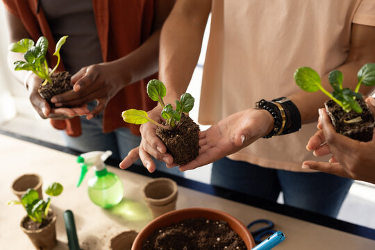 Three African American friends holding seedlings at table by window with terracotta pot, trowel