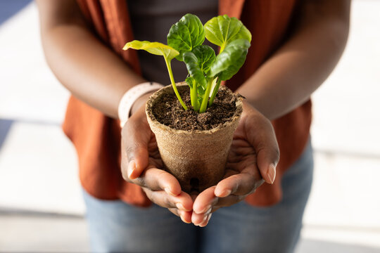 African American woman holding peat pot with seedling near window, wearing rust jacket and watch